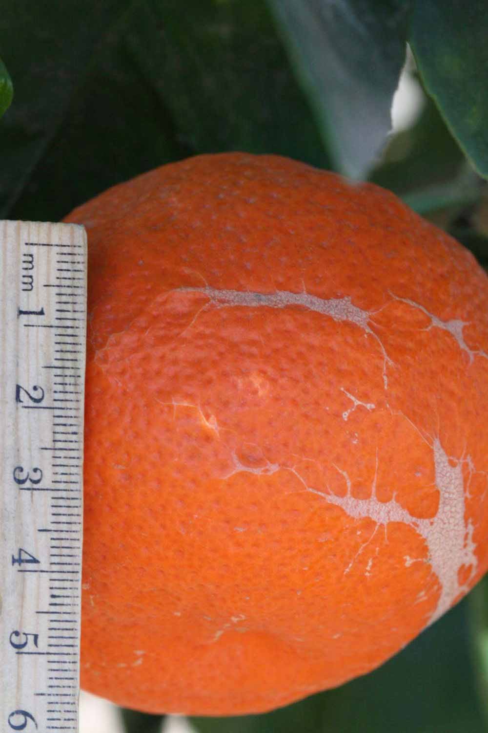              Fruit (Riverside, CA)       